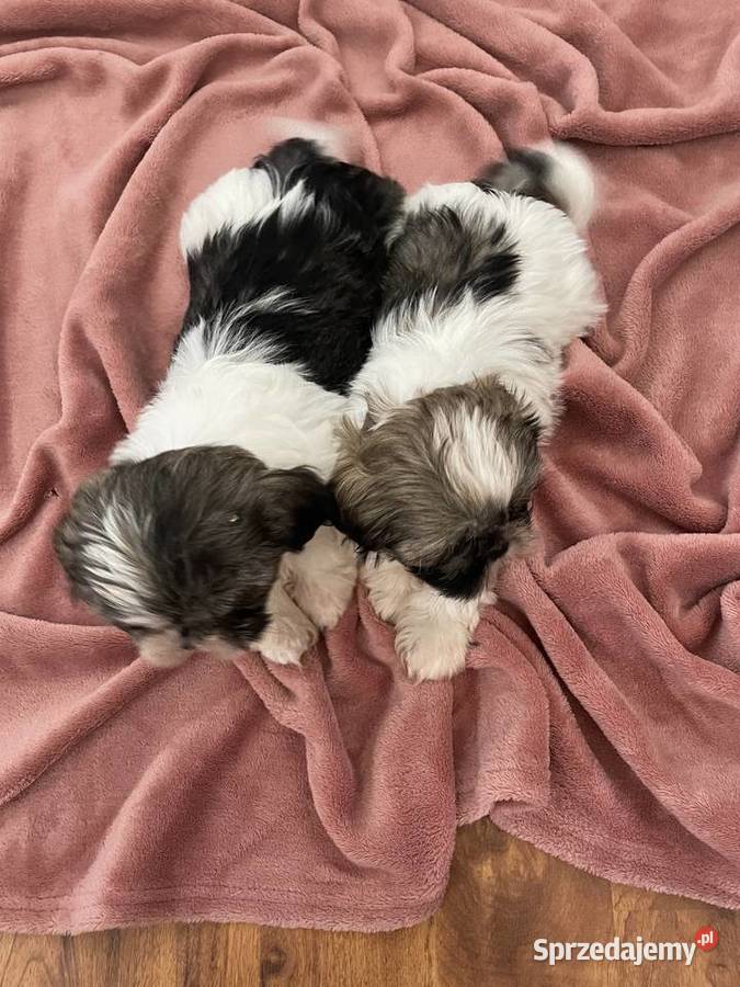 Śliczne szczeniaki Shih Tzu Granowo