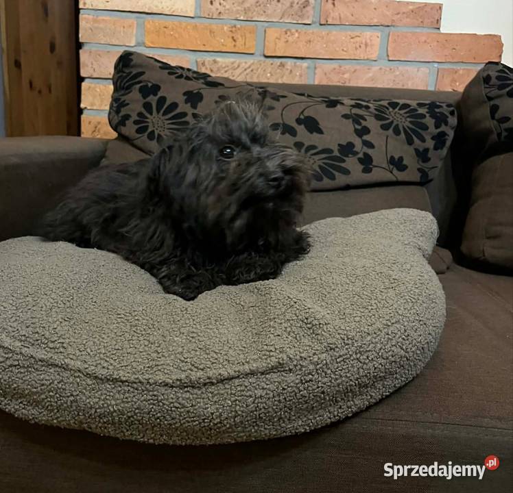 Hawana sunia rasy Rosyjska Bolonka Kolorowa Radliniec