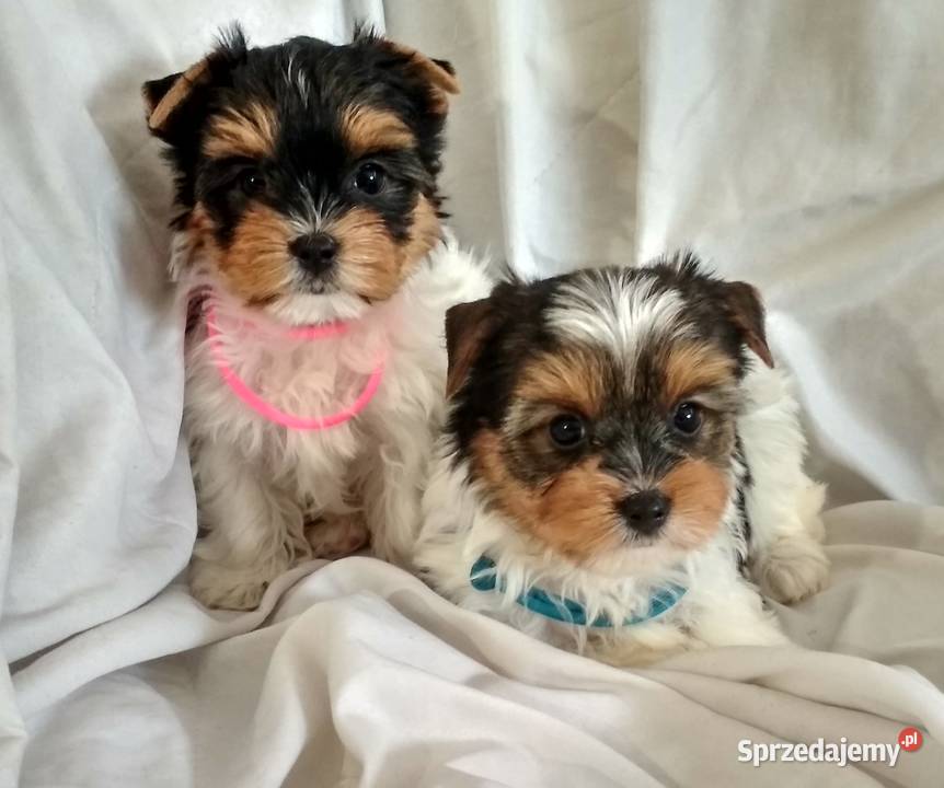 york biewer piesek 9tyg mocne umaszczenie Rzeszów