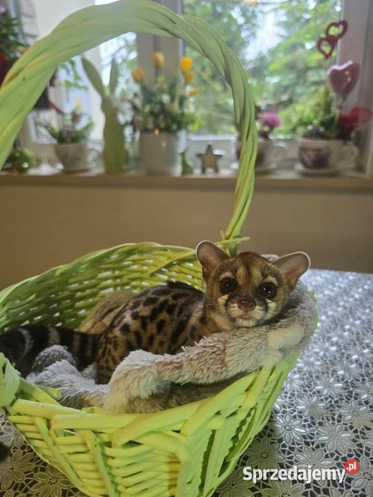 Żeneta lamparcią Genetta maculata