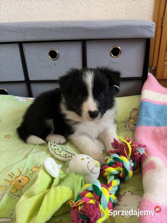 Szczeniak Border Collie ZKwP FCI Zwierzęta