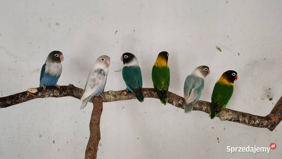 Sprzedam pary lęgowe Nierozłączek samice Tarchały Wielkie