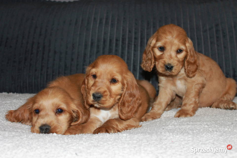 Śliczny szczeniak cocker spaniel Cocker Spaniel małopolskie Radwan sprzedam