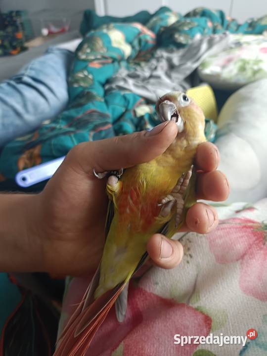 Sprzedam oswojoną rudosterkę z klatką Zwierzęta łódzkie