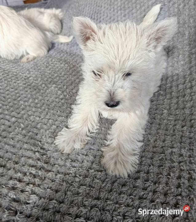 Szczeniaki rasy West Highland White Terrier Dębica