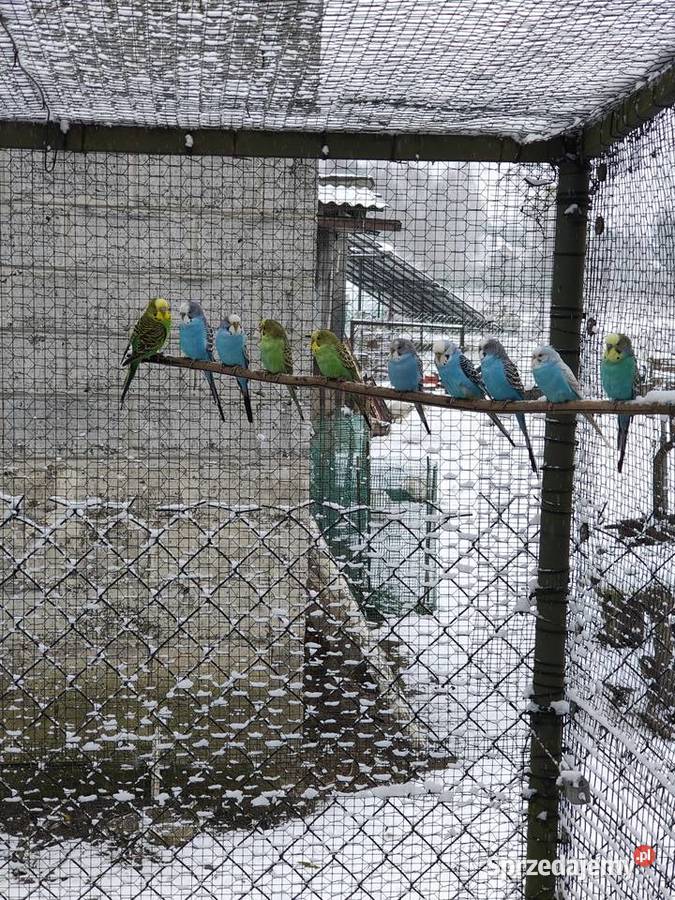 Papuga falista Ptaki