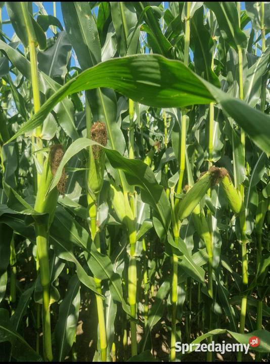 Kukurydza na pniu Złotów