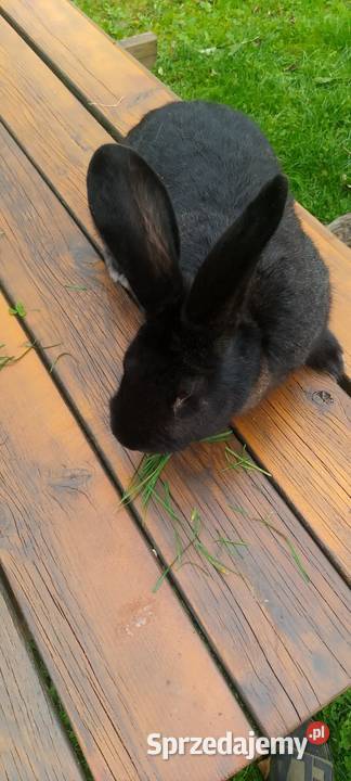 Sprzedam króliki hodowlane udomowione i na mięso