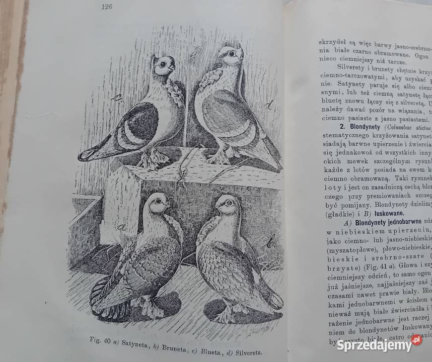 Eugeniusz Adolf Terlecki Chów gołębi Lwów 1907 r Antykwariat Koźminek sprzedam