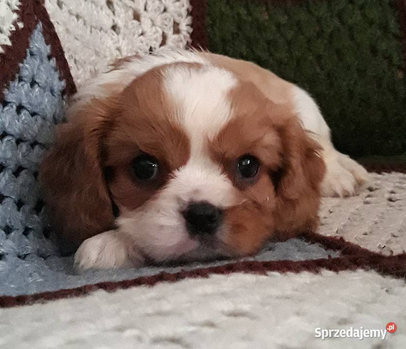 Samiec blenheim Cavalier king charles spaniel Cavalier King Charles Spaniel Rzeszów sprzedam