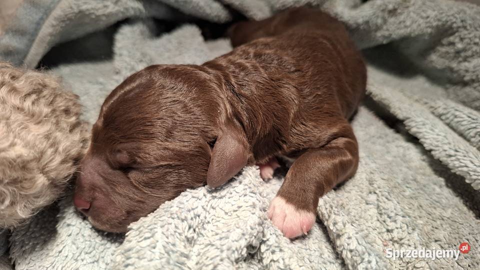 Lagotto romagnolo suczki i piesek metryka zkwp Psy mazowieckie Sierpc