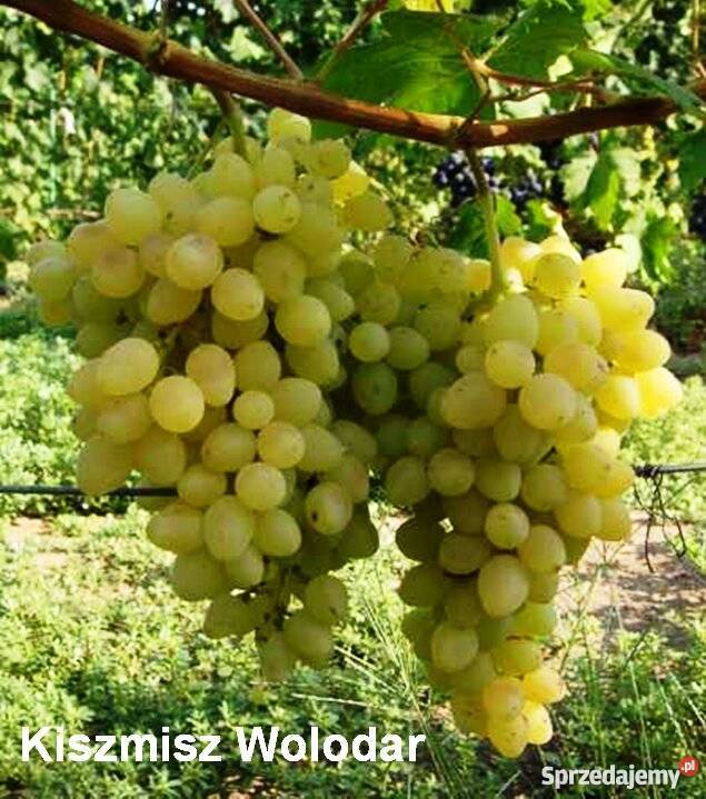 Elitarne winorośle z Ukrainy Kraków