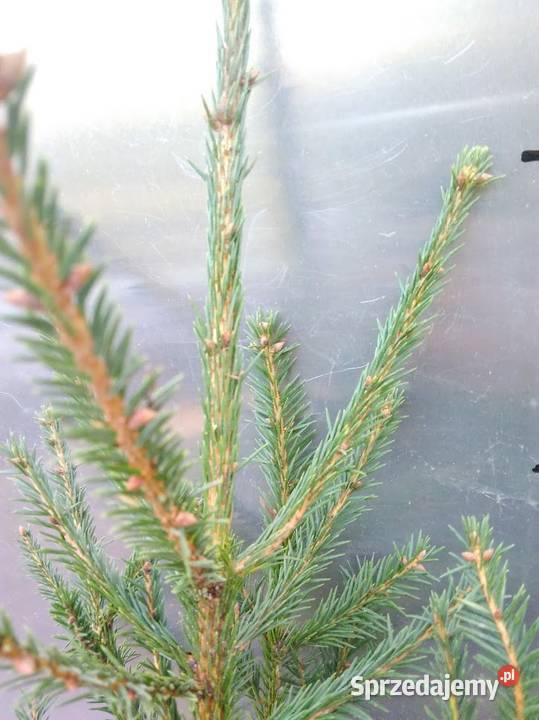 Świerk pospolity 80 110 Szczecinek
