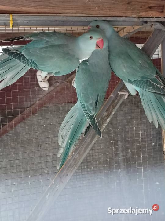 Aleksandretta Obrożna Ślask Czechowice-Dziedzice