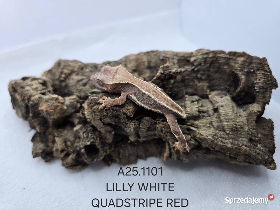 Gekony orzęsione Zawiercie