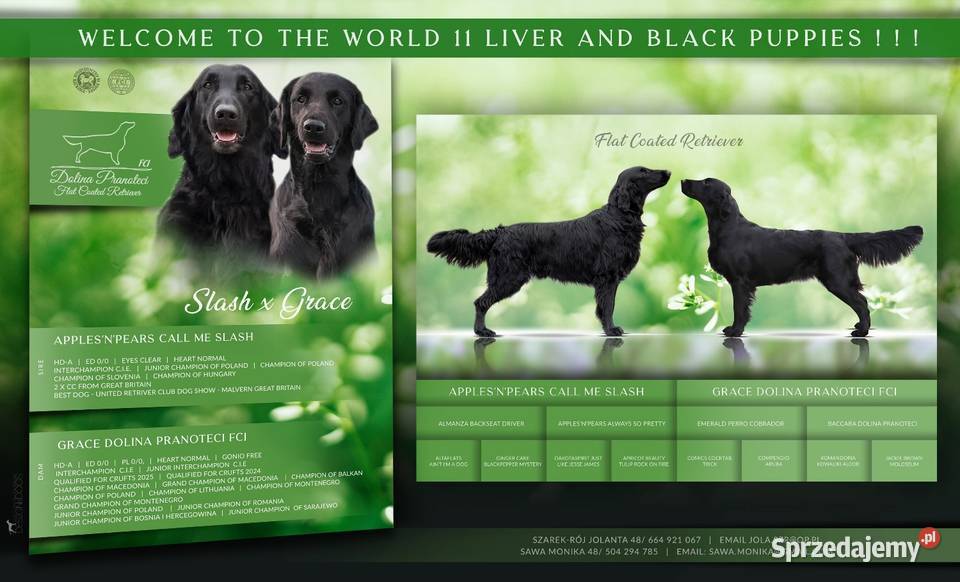 Flat Coated Retriever FCI lubuskie Gorzów Wielkopolski