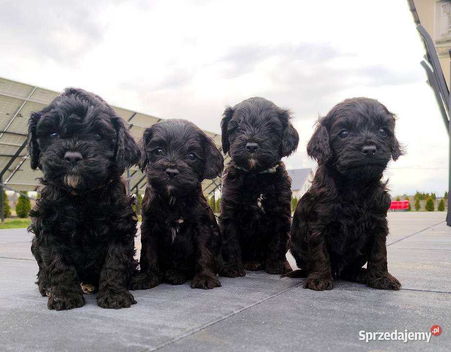 Cockapoo F1 Spaniel Pudel Radom