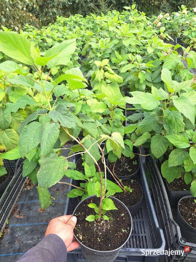 Hortensja bukietowa I krzewiasta 3l Dostarczamy