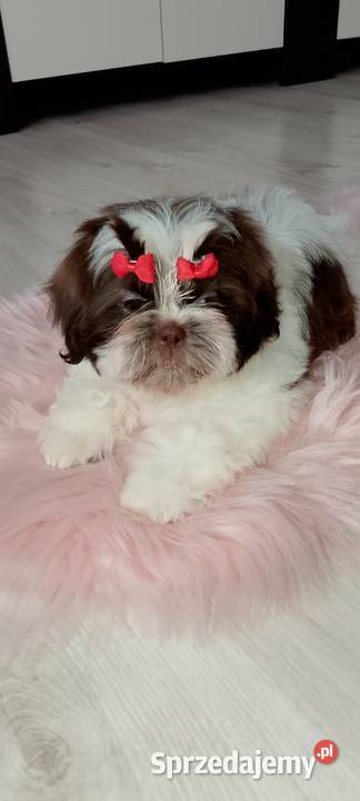 Biało czekoladowa suczka rasy ShihTzu Kępno