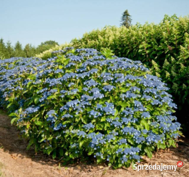 HORTENSJA OGRODOWA IZU NO HANA sadzonki w Ustronie