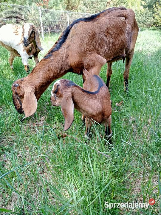 Kozioł Anglonubijski z rodowodem NOG Tuszyn