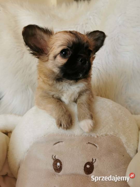 Chłopcy Chihuahua ZKwP FCI Lubin