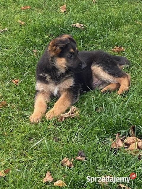 Owczarek niemiecki Mielec