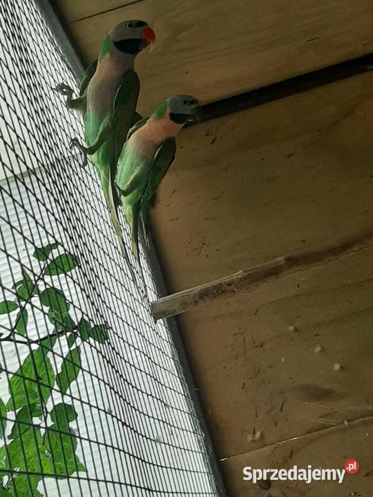 Aleksandretty różowopierśne różane para 23r Skała sprzedam