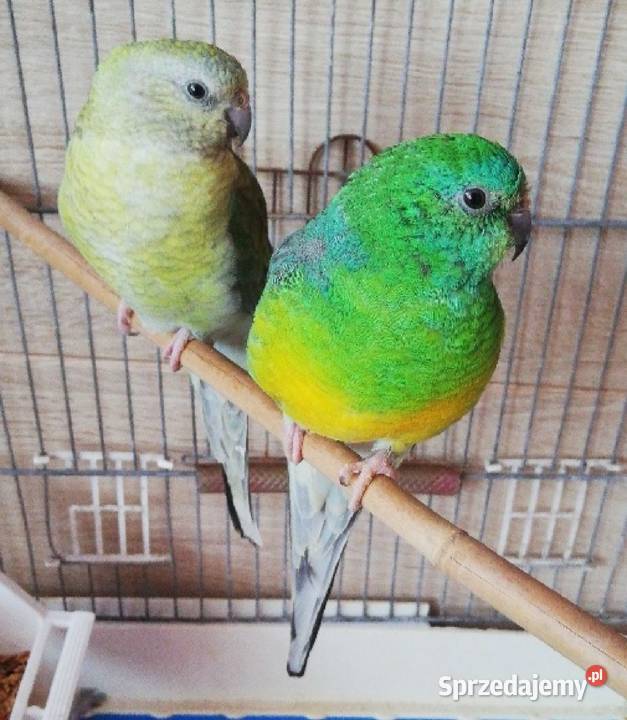 papuga świergotka Zwierzęta Łódź