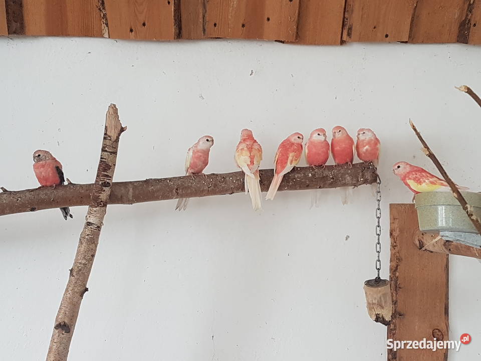 Lilianki rubino 2024 r lilianka wielkopolskie Leszno