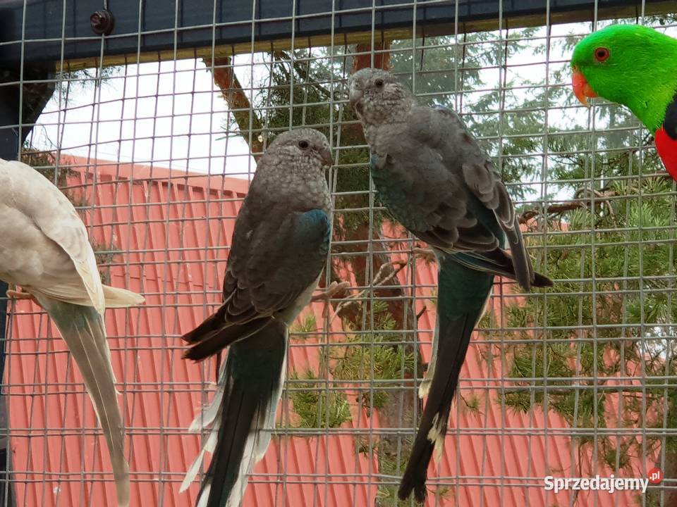 Świergotka Niebieski Standard Oranż Samica