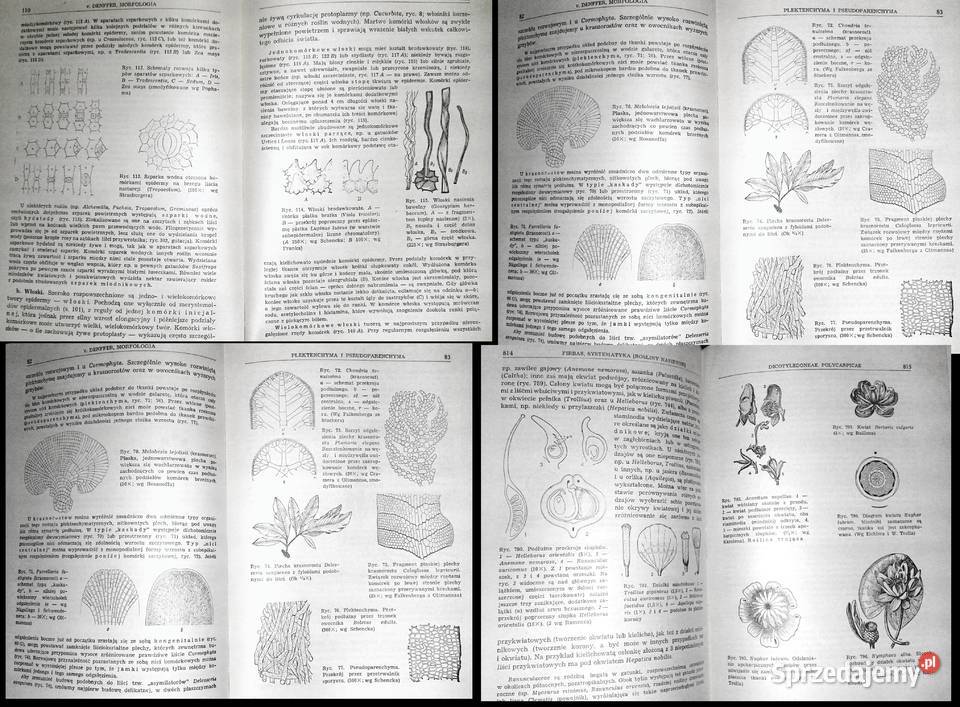 Botanika E Strasburger lubelskie