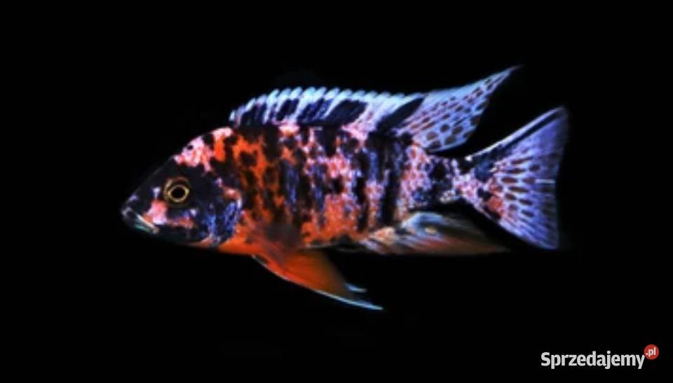 Aulonocara calico RED OB Pyszczak Pyszczaki Gdańsk