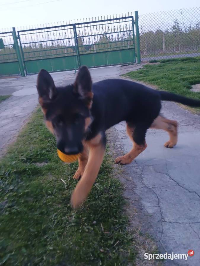 Owczarek niemiecki krótkowłosy suczka Wola Pieczyska sprzedam