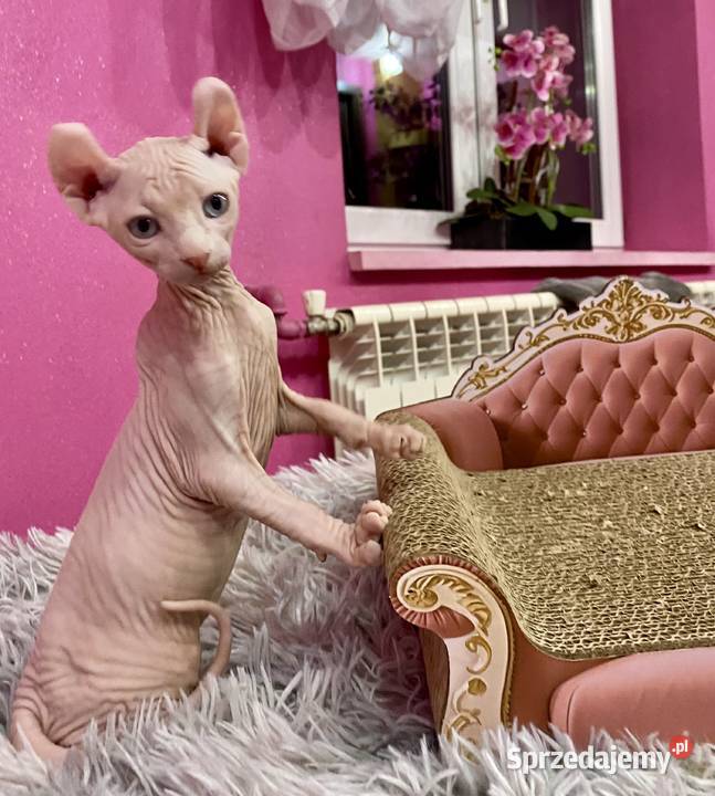 Sfinks elf księżniczki łyse Rodowód śląskie Zawiercie sprzedam