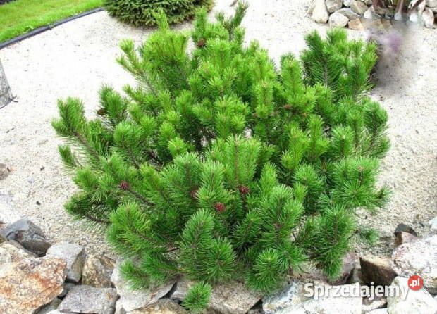 Kosodrzewina PUMILO Pogorzela