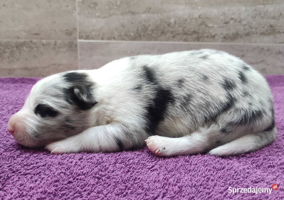 Rasowy pies bluemerle Border Collie z pełną dok Iwonicz