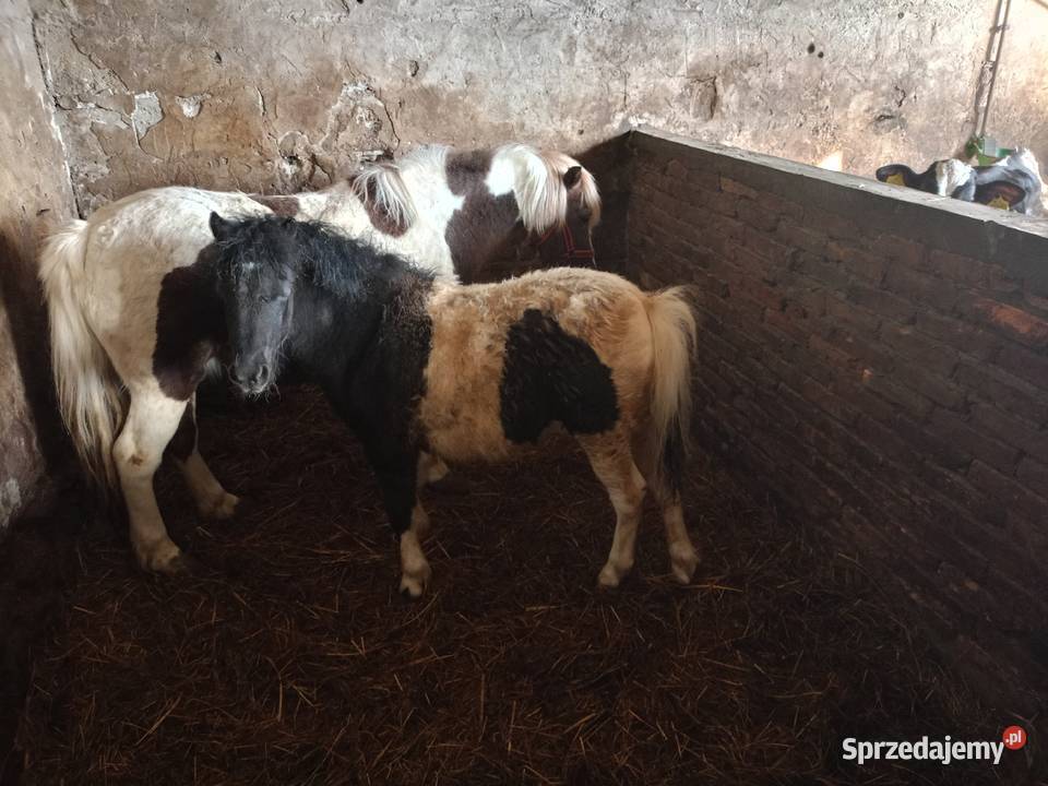 Sprzedam Kucyka Konie sprzedam