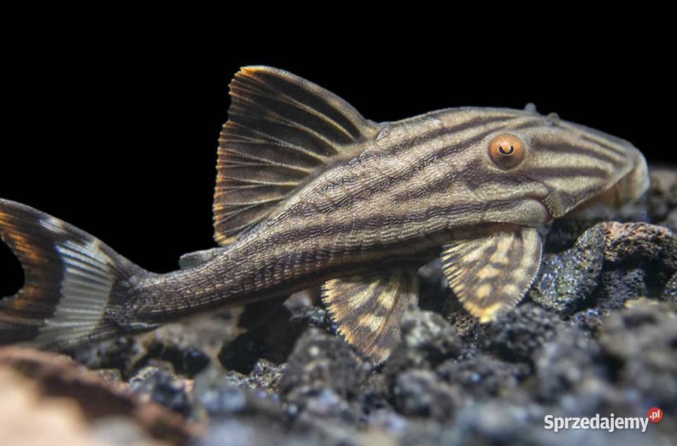 Glonojad L190 Panaque nigrolineatus ODŁÓW XL Gdańsk