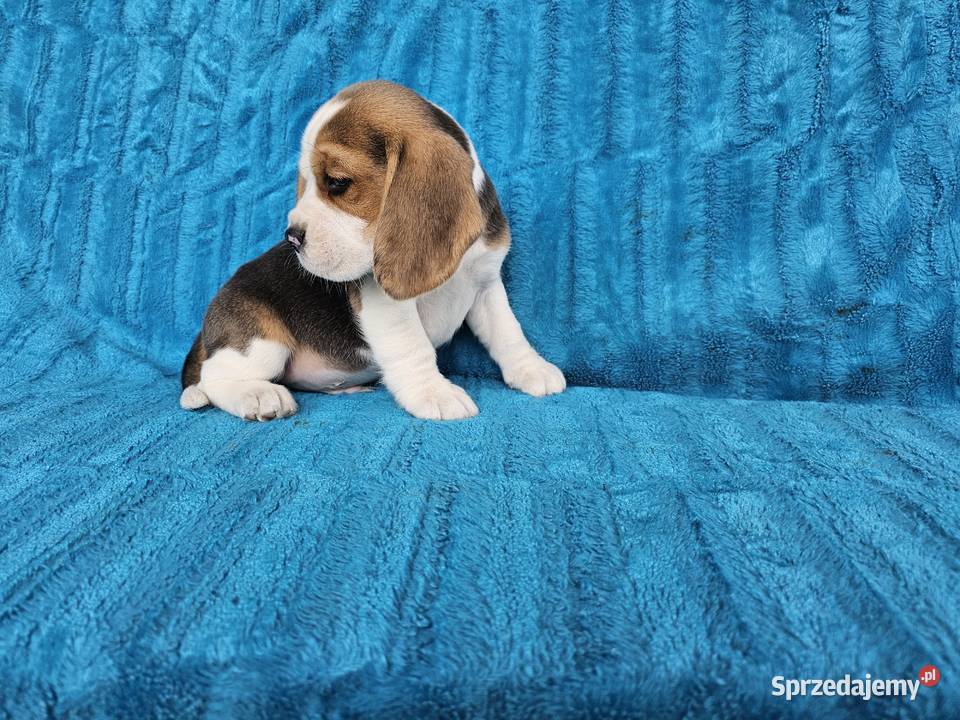 Szczeniaki beagle Polesie sprzedam