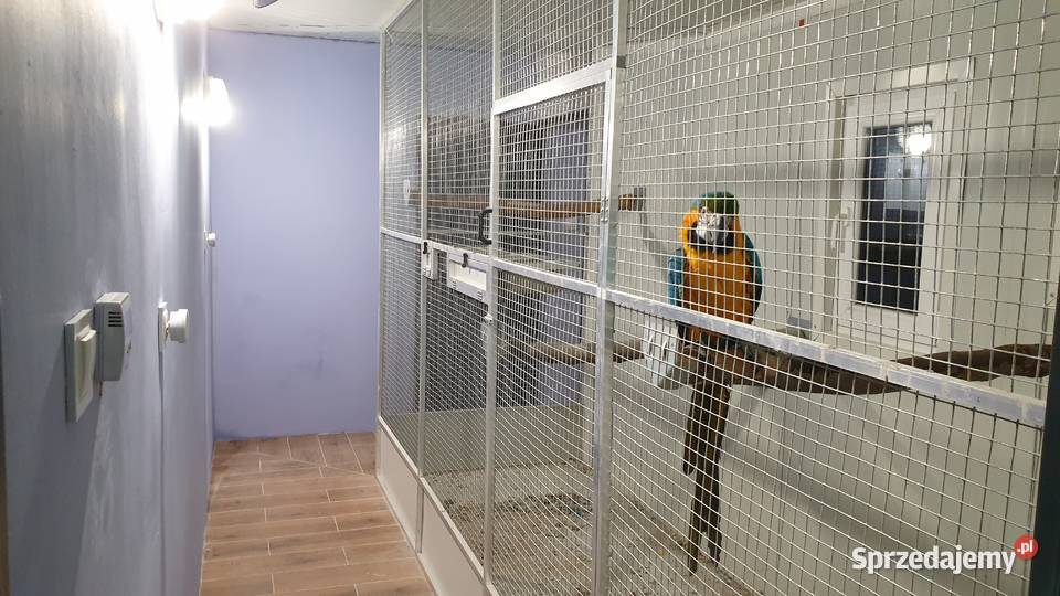 Sprzedam Ary Konury Wielichowo