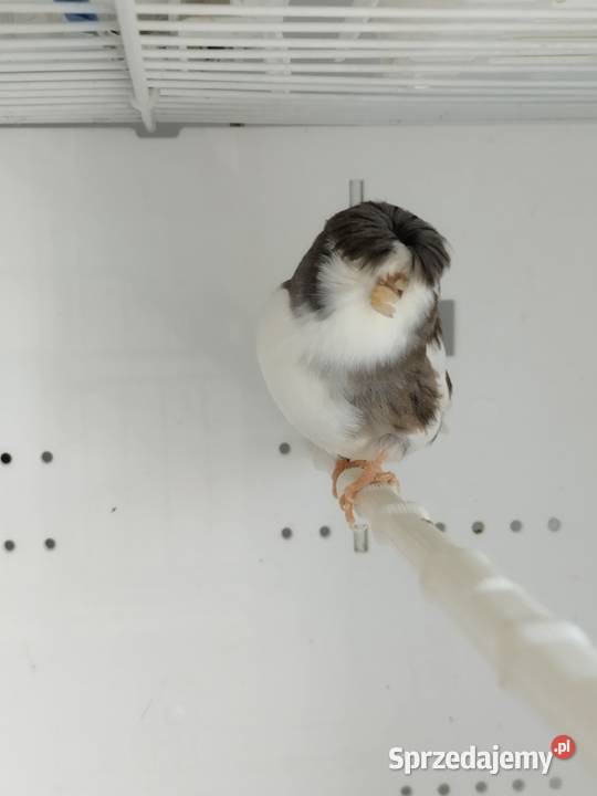 Kanarki Gloster 24 25 r Pary Gostyń