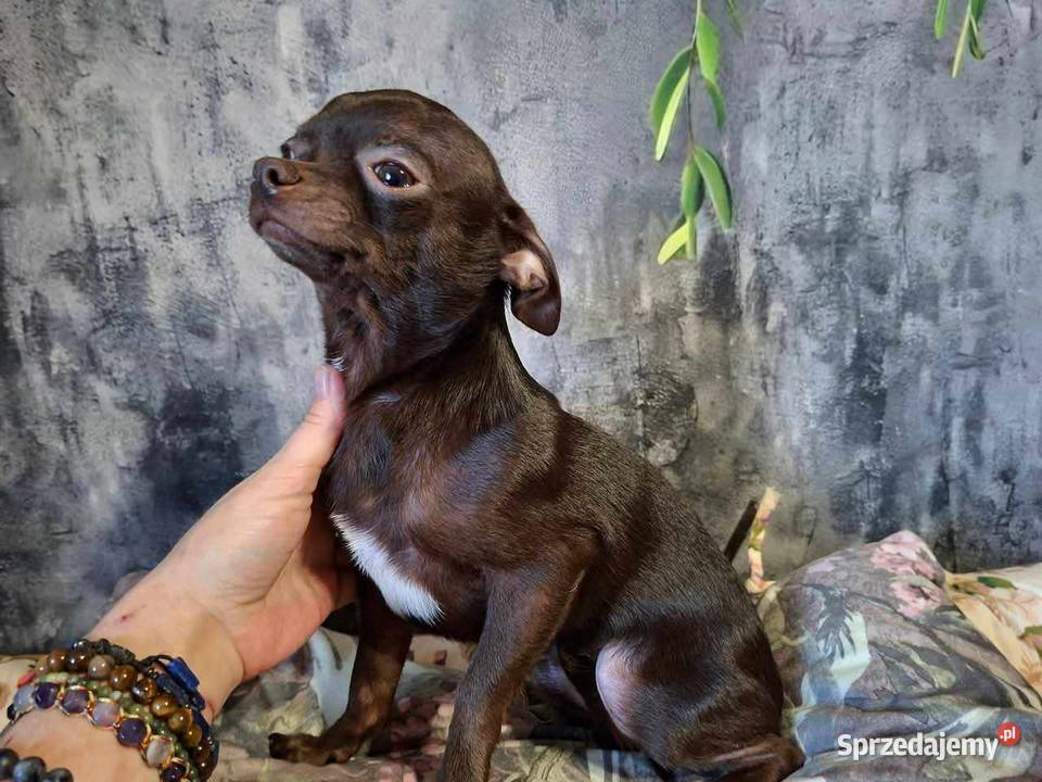 Cudny piesek Chihuahua gorzka czekolada Rodowód Starachowice