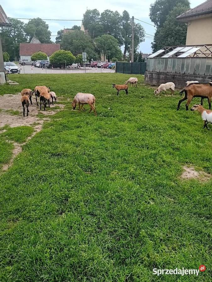 Owce barany kameruńskie Wawrzeńczyce