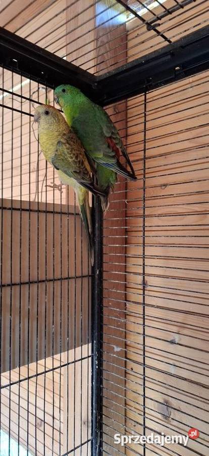 Świergotki sprzedam sprzedam