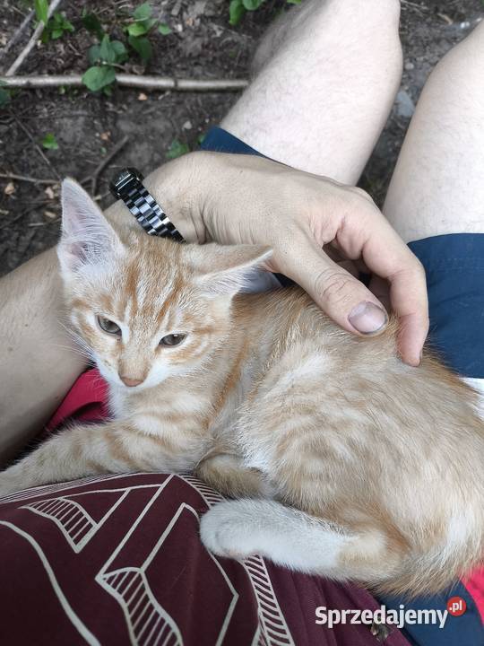 Oddam kotkę Ulanów