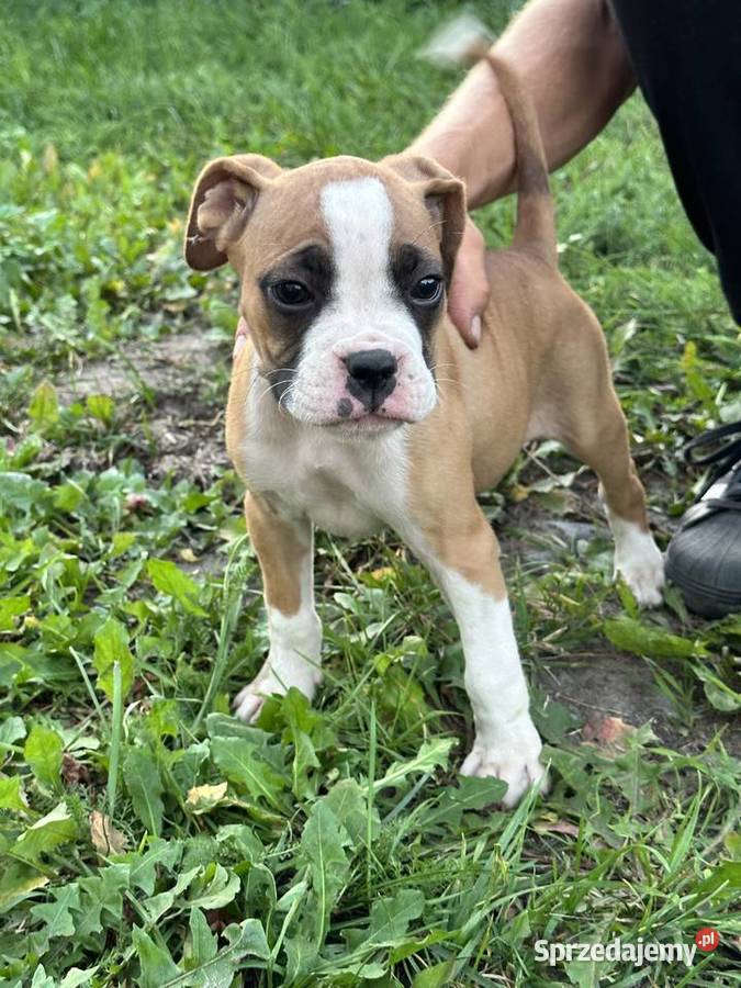 Suczka rasy bokser szczeniak Cieszkowo Nowe