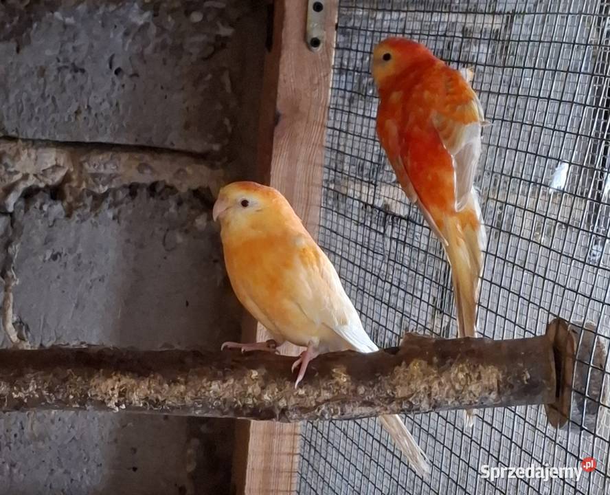 Świergotki śląskie