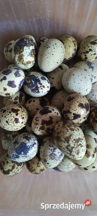 Jaja Jajka przepiórcze przepiórki japońskiej Jastrzębie-Zdrój