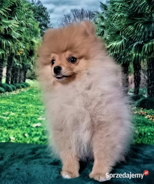 POMERANIAN szpic miniaturowy Szpic miniaturowy Suchy Bór